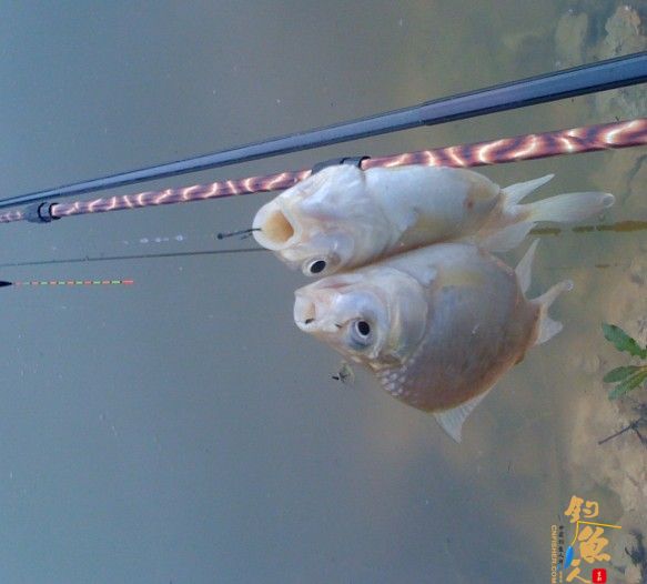 我的情人 (礼物)者:广西飞飞鱼