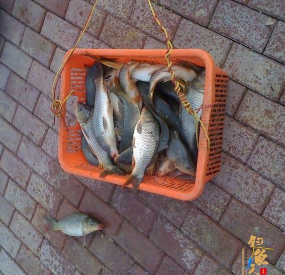 我的情人 (礼物)者:广西飞飞鱼