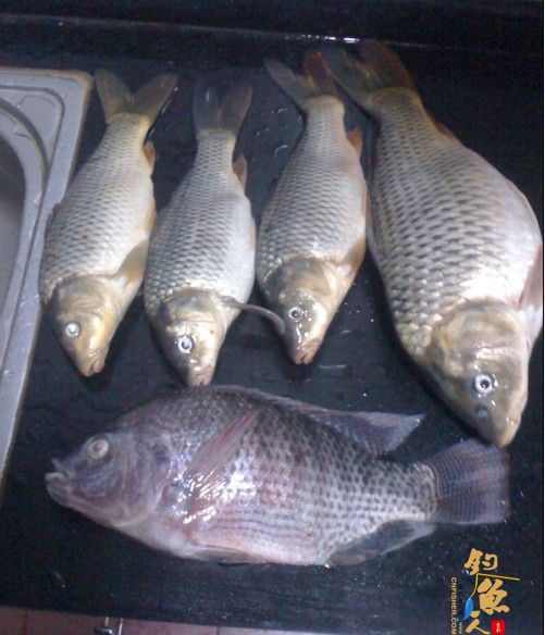 我的情人 (礼物)者:广西飞飞鱼