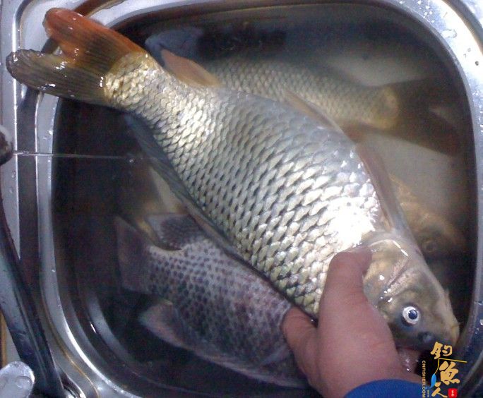 我的情人 (礼物)者:广西飞飞鱼