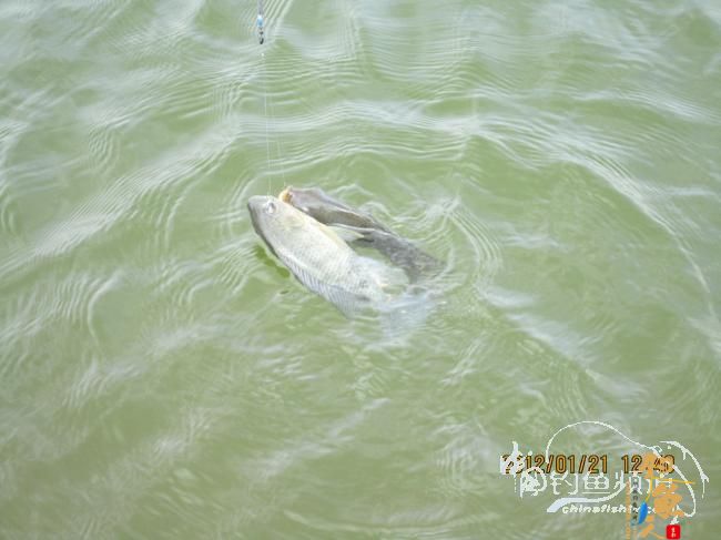 小鱼雷乐钓记——正中之中的正口鱼 作者：小鱼雷