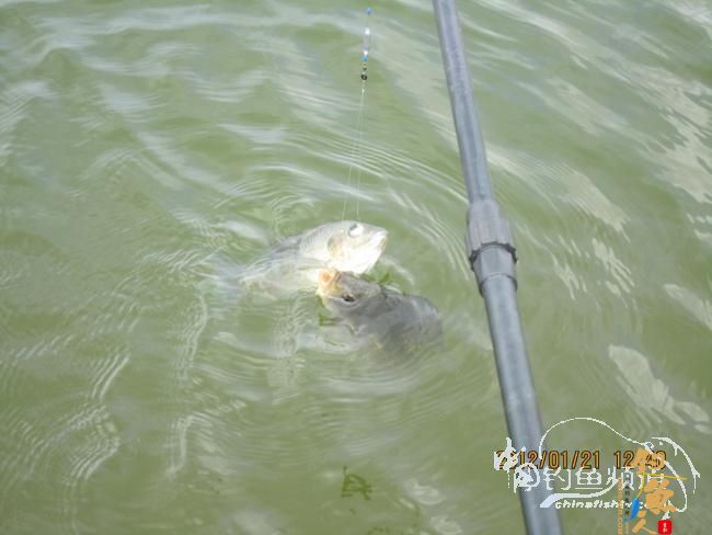 小鱼雷乐钓记——正中之中的正口鱼 作者:小鱼雷