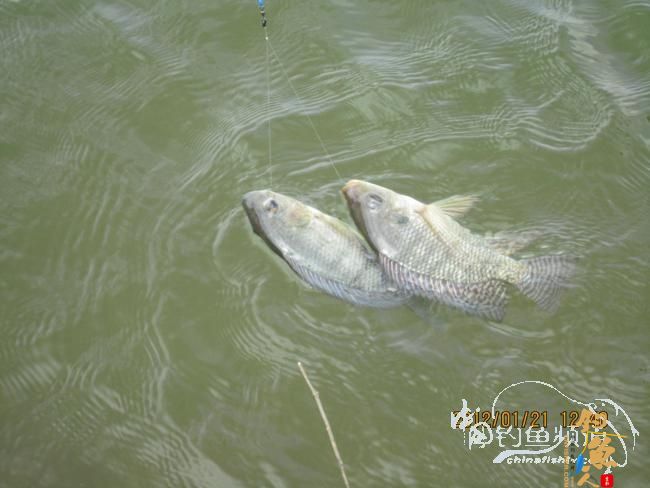 小鱼雷乐钓记——正中之中的正口鱼 作者:小鱼雷