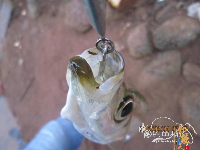 小鱼雷乐钓记——正中之中的正口鱼 作者:小鱼雷