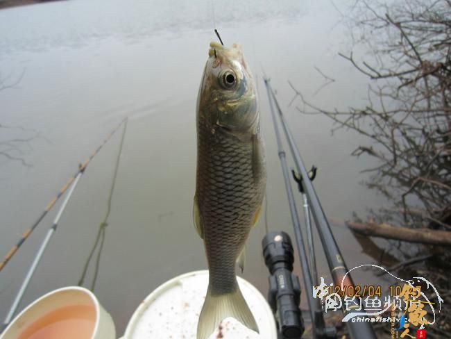 小鱼雷乐钓记——正中之中的正口鱼 作者:小鱼雷