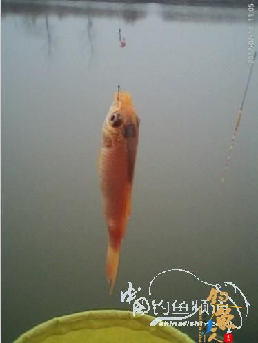 情人节，会 【情人】