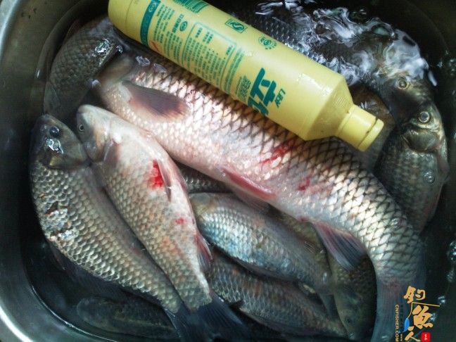 深圳第一竿，“高手”钓鲫鱼！