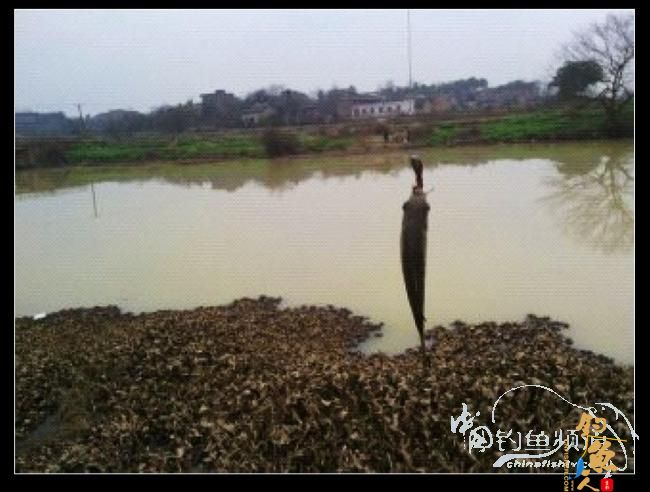 长竿短线的魅力（9）——千呼万唤始出来