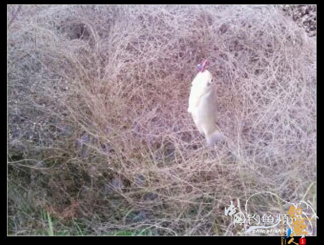 长竿短线的魅力（9）——千呼万唤始出来