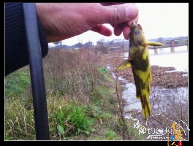 长竿短线的魅力（9）——千呼万唤始出来