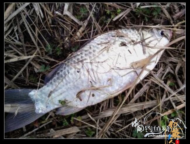 长竿短线的魅力（9）——千呼万唤始出来