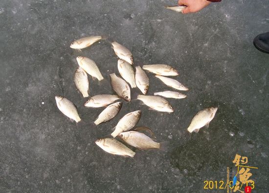 （原创）饥一顿饱一顿的冰钓