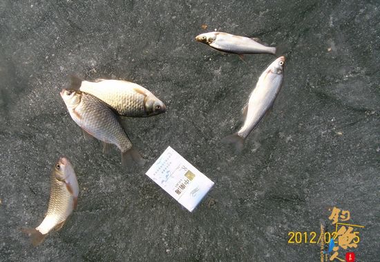 （原创）饥一顿饱一顿的冰钓