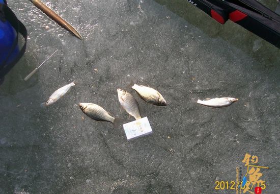 （原创）饥一顿饱一顿的冰钓