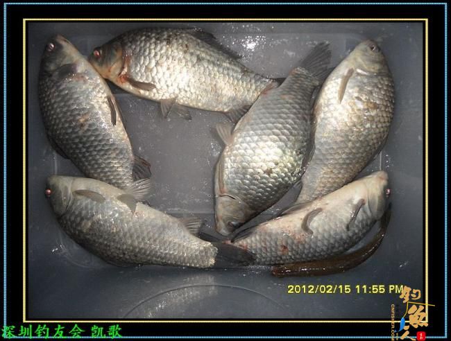 2012008 手痒难忍 再钓鬼塘