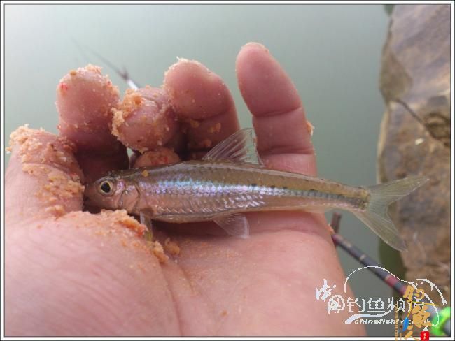 那楞江小钓~~盼春