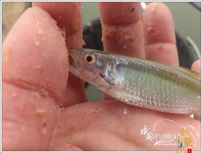 那楞江小钓~~盼春