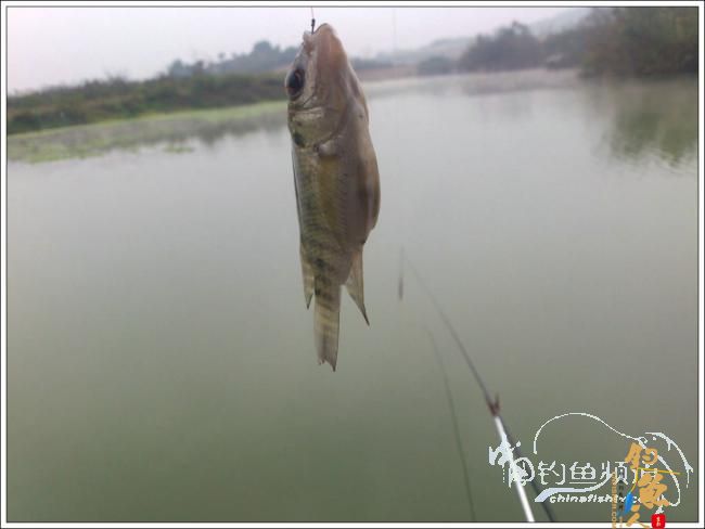 那楞江小钓~~盼春