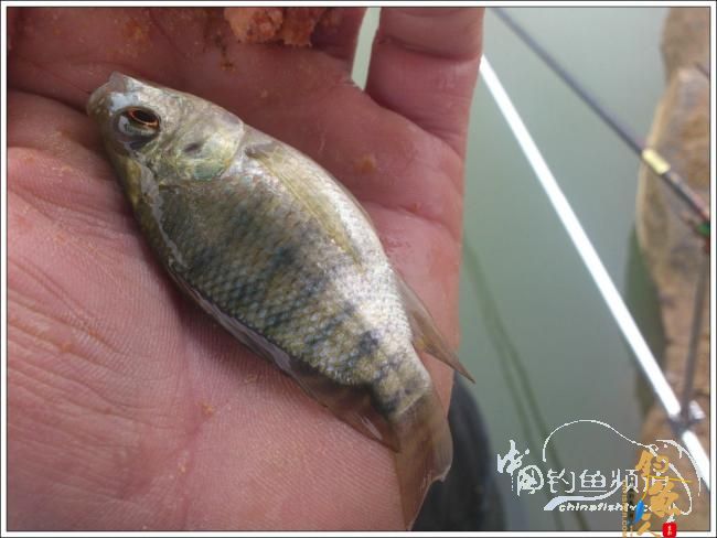 那楞江小钓~~盼春