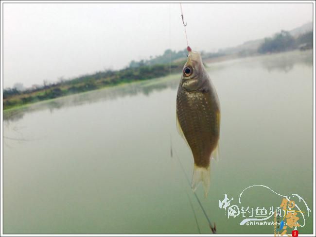 那楞江小钓~~盼春