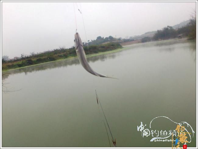 那楞江小钓~~盼春