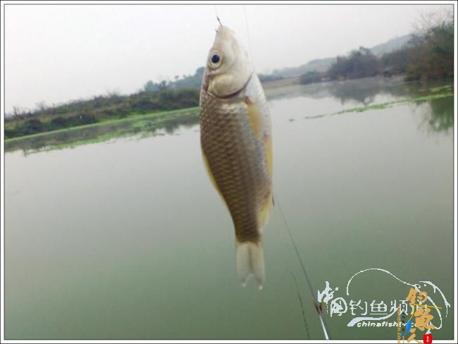 那楞江小钓~~盼春