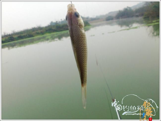 那楞江小钓~~盼春