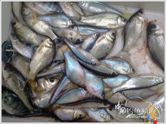 那楞江小钓~~盼春