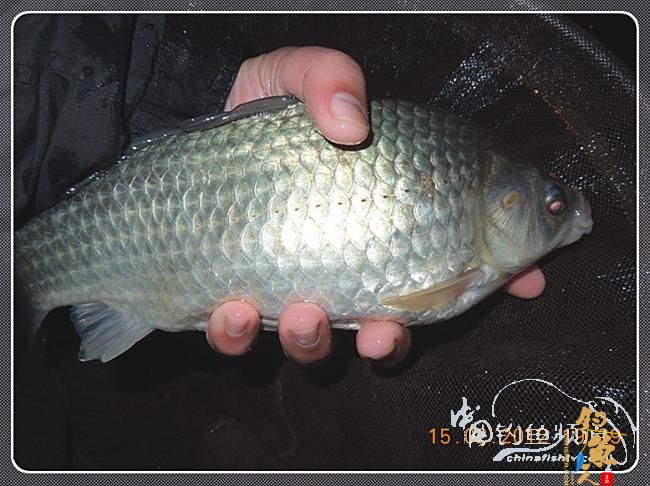 昨晚夜钓收获：大鲫、小鲤、小草，过了把小瘾哦