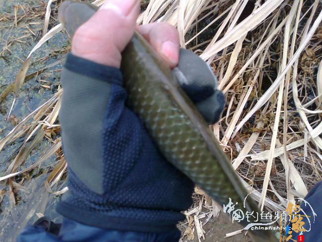 春晴钓早 蔡头桥 BYJK247