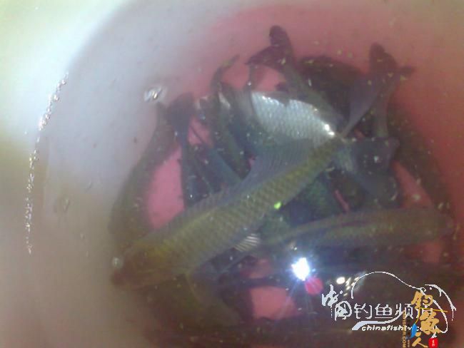 春晴钓早 蔡头桥 BYJK247