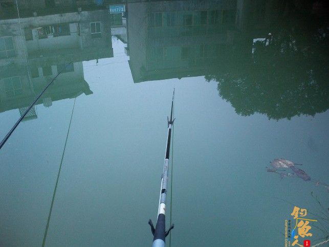 新年好收获，大鲫接着来（一）