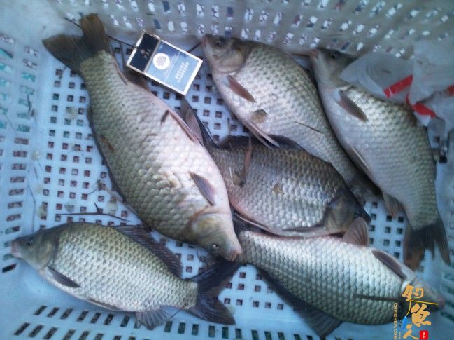 新年好收获，大鲫接着来（一）