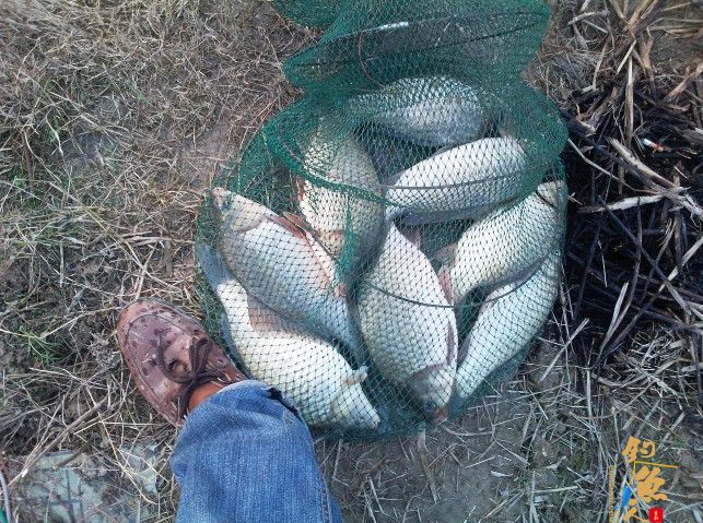 新年好收获，大鲫接着来（二）