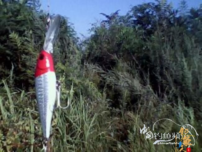 第一次路亚就狂上 图