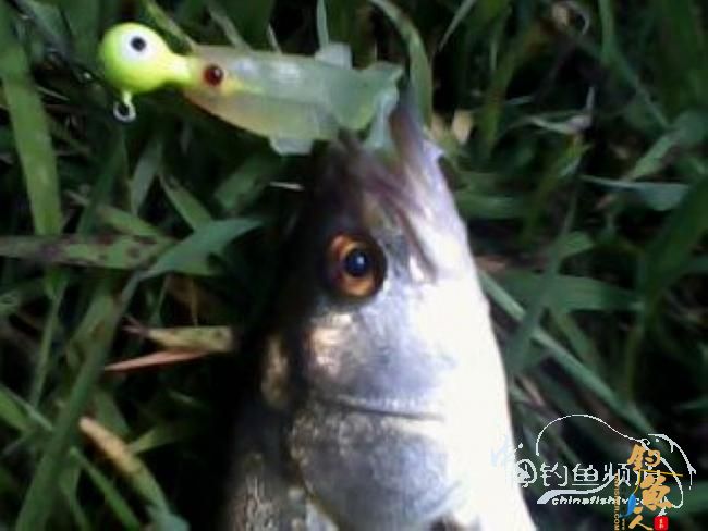 第一次路亚就狂上 图