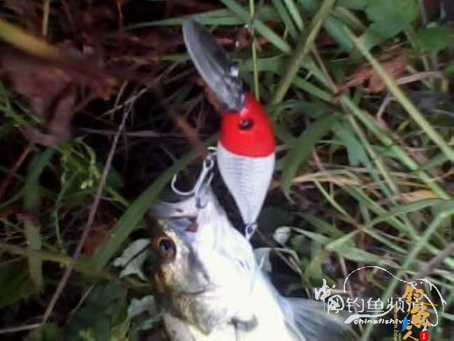 第一次路亚就狂上 图