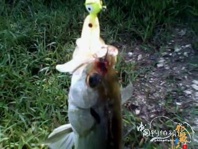 第一次路亚就狂上 图