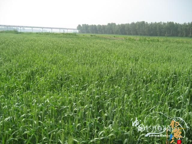 【原创】圣境鱼人８－－麦田守望者