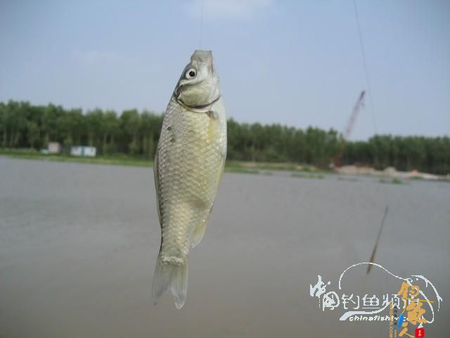 【原创】圣境鱼人８－－麦田守望者