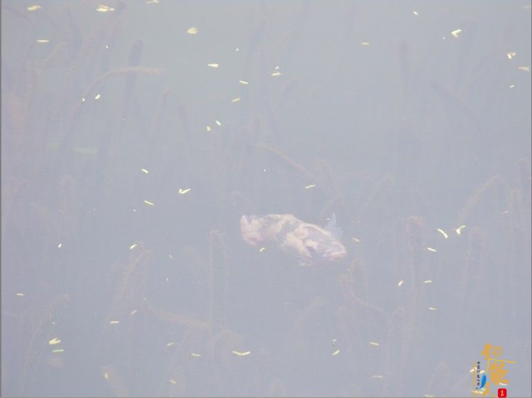 那马奇遇记，和电工亲密接触，还有那马精神病人
