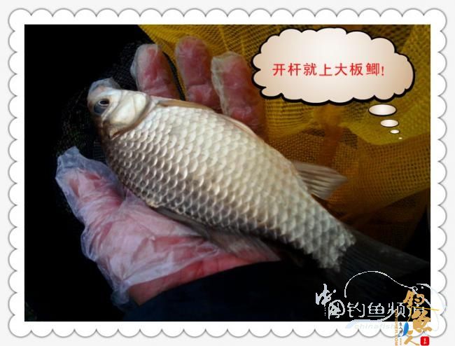 菜地钓鲫，冷暖两重天！