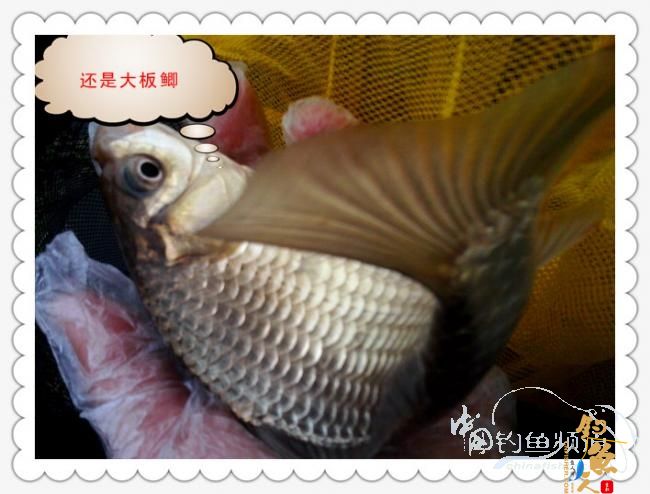 菜地钓鲫，冷暖两重天！