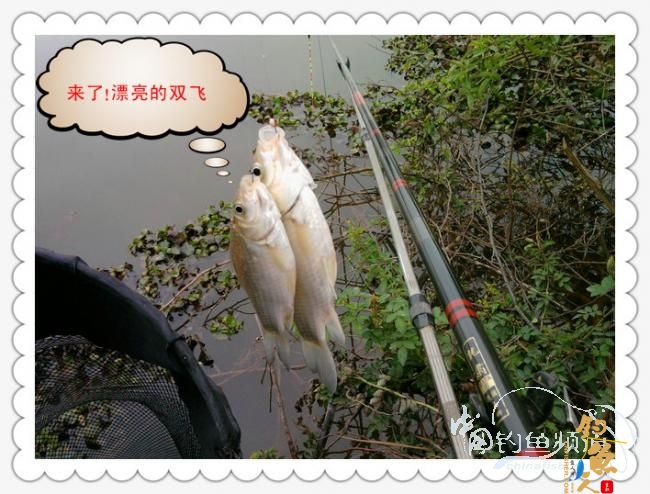 菜地钓鲫，冷暖两重天！