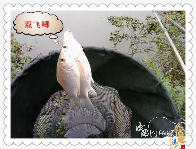 菜地钓鲫，冷暖两重天！
