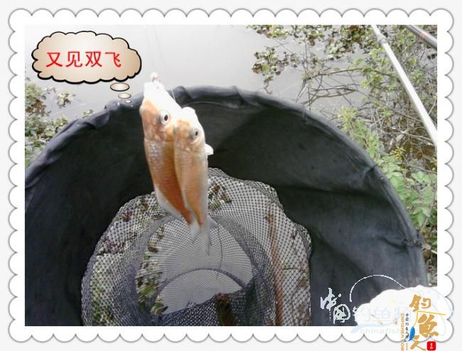 菜地钓鲫，冷暖两重天！