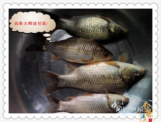 菜地钓鲫，冷暖两重天！