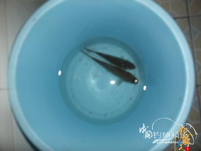 感谢中国钓鱼人网 今天我又出钓了