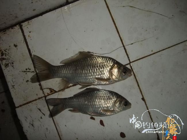 感谢中国钓鱼人网 今天我又出钓了