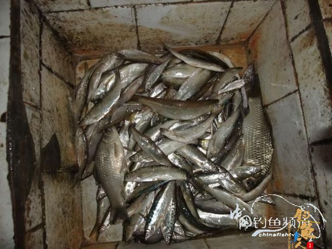 感谢中国钓鱼人网 今天我又出钓了